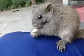 上海七宝消防站的香樟树掉下来一只小松鼠：与消防员一样早晨出操，晚上休息图片