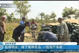 金秋丰收季！盐城响水：林下套种冬瓜，一田双产丰收！视频封面