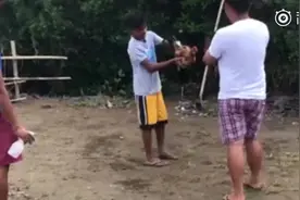 菲律宾一警察在突袭行动中被斗鸡杀死视频封面