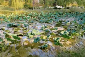 我爱山东，我为家乡代言丨​滨州学院：这样的美你见过吗图片