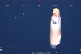 露出神秘真容！研究人员在大堡礁拍到活的公羊角乌贼图片