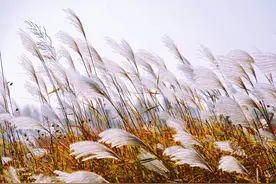 我的芦花情图片