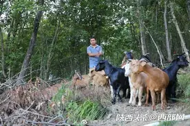 紫阳小伙留守大山 搞养殖改变生活 照顾残疾父母兄弟图片