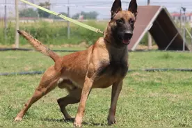 叠雨布的狗狗“阿虎”是马犬，这种狗有着很强大的天赋，搜救、排爆、杂技都精通图片