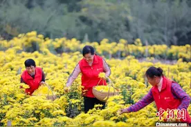 安徽铜陵：金丝皇菊开出“致富之花”图片