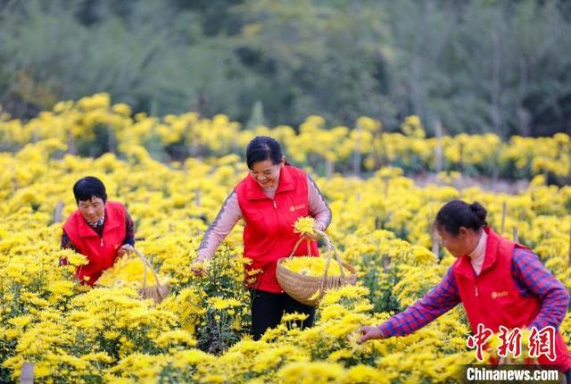 金丝皇菊的功效与作用点（安徽铜陵金丝皇菊开出致富之花）