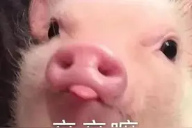 吓懵！200斤大野猪闯进奶茶店，一路“飞檐走壁”…图片