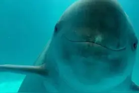 长江江豚升级为国家一级保护动物！让我们更好地留住它的“微笑”图片