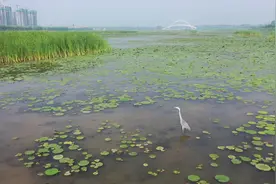 如何平衡黄河滩区的生态旅游开发与生态保护视频封面