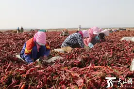 兵团第二师21团干红辣椒俏销 火红辣椒映红致富路图片