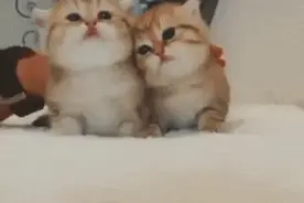 提醒 | 女童“撸猫”后得怪病！这些症状千万别忽视图片