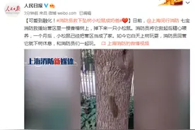 可爱到融化！消防员救下坠树小松鼠成奶爸图片