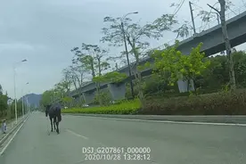 两匹骡子跑路上瞎逛，吓坏过路司机！交警找了一下午图片