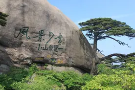 微视频：黄山迎客松是塑料？真相来了视频封面