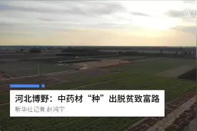 河北博野：中药材“种”出脱贫致富路视频封面
