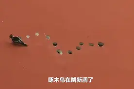 啄木鸟居民楼外墙打洞：15分钟啄一个视频封面