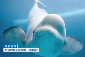 海绵般的触感！白鲸的脑袋竟然这么软→图片