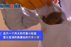 消防员救下坠树小松鼠成奶爸，画面温馨又暖人！网友：可爱到融化图片