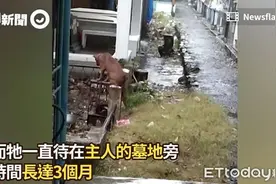 菲律宾忠犬待墓地3个月 雨中守护已逝主人图片