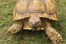 美国亚拉巴马州60多岁宠物苏卡达陆龟离家出走图片