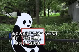 旅美大熊猫“美香”母子状况如何？美国动物园这样回应视频封面