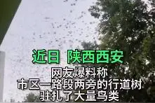 飞鸟成群结队驻扎闹市 商家苦不堪言放烟花驱赶图片