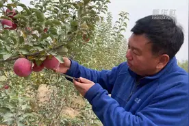 “冰糖心”苹果飘香季 阿克苏果农增收时视频封面