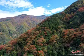 安吉章村：黄浦江源迎来“最美秋色”图片