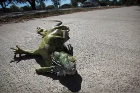 美国佛罗里达州绿鬣蜥泛滥 到处乱窜破坏植被图片