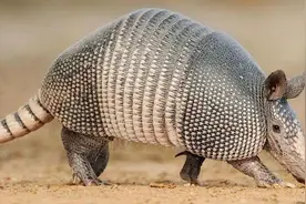 宛如铁甲战车的巨型犰狳——雕齿兽图片