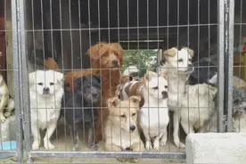 流浪动物救助者为爱苦撑：有人要卖房 有人闹离婚图片