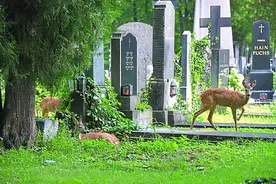 维也纳中央公墓，元首与百姓同眠图片