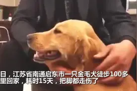 金毛犬思念主人徒步100多公里回家 耗时15天把脚都走伤了图片