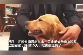 金毛犬思念主人徒步100多公里回家 耗时15天把脚都走伤了图片