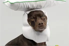 随时随地睡起来！设计师为狗狗打造专属时尚头盔图片