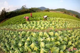 江西全南：蔬菜基地促家门口就业增收图片