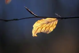 在秋风中笑着飘落图片