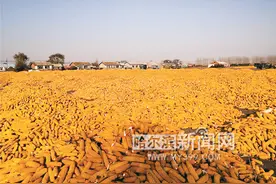 玉米堆“金山”铺就小康路图片