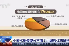 看这里！教你如何区分小麦、水稻、夏粮、秋粮、早中晚稻图片