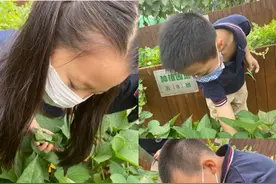 拔萝卜、刨红薯、摘山楂、摘苹果……河南的中小学生真幸福～图片