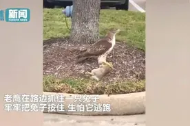 老鹰抓着肥兔子起飞 不料脚下一滑 兔子掉地上立马逃走了图片