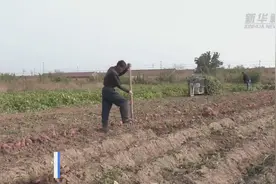 河北黄骅：河滩红薯长成富民“金疙瘩”视频封面