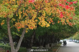 叠翠流金美似画 咸职校园叶知秋图片