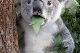 男子和情人拍不雅视频，被前妻转发进微信群…判了图片