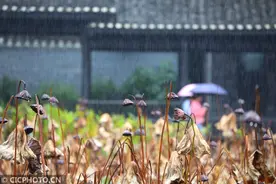 湖南吉首：残荷别韵图片