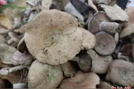 贵州食用菌种植规模欲突破40亿棒图片