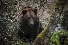 俄罗斯库尔斯克州法捷日斯基区私人动物园黑熊袭击女员工图片