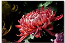 福州西湖菊展，11月3日开幕，2万多盆菊花，珍稀品种先睹为快图片