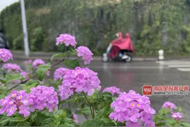 广西未来两天雨水暂停，5日冷空气或将再度袭来图片