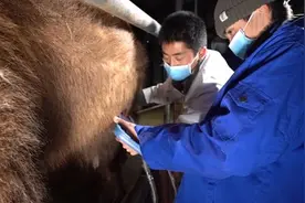 “万驼园”智慧养殖新模式：给骆驼做B超视频封面